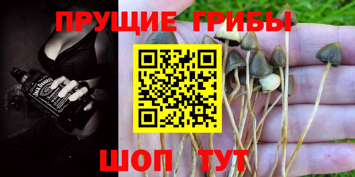 Галлюциногенные грибы Psilocybe  Вход с VPN  Лениногорск 